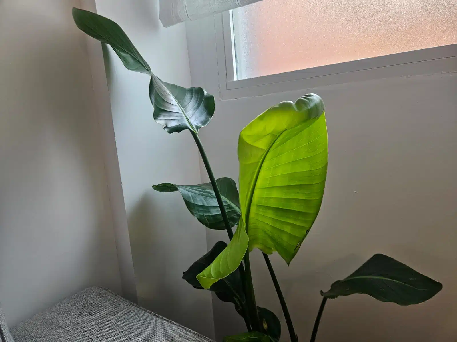 Las ganancias secundarias